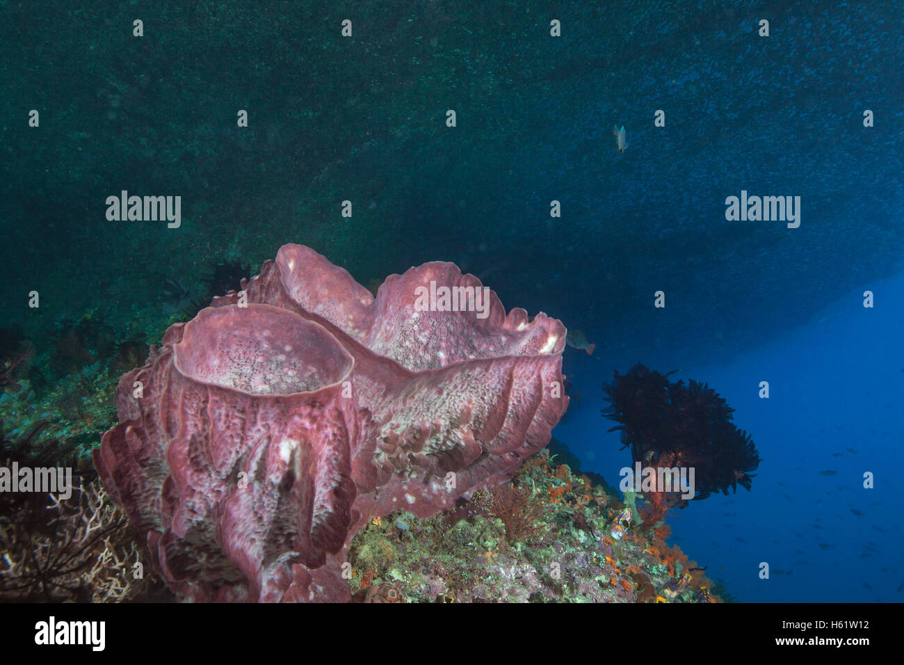 Red barrel sponges glow under the dome of a mushroom island. Stock Photo