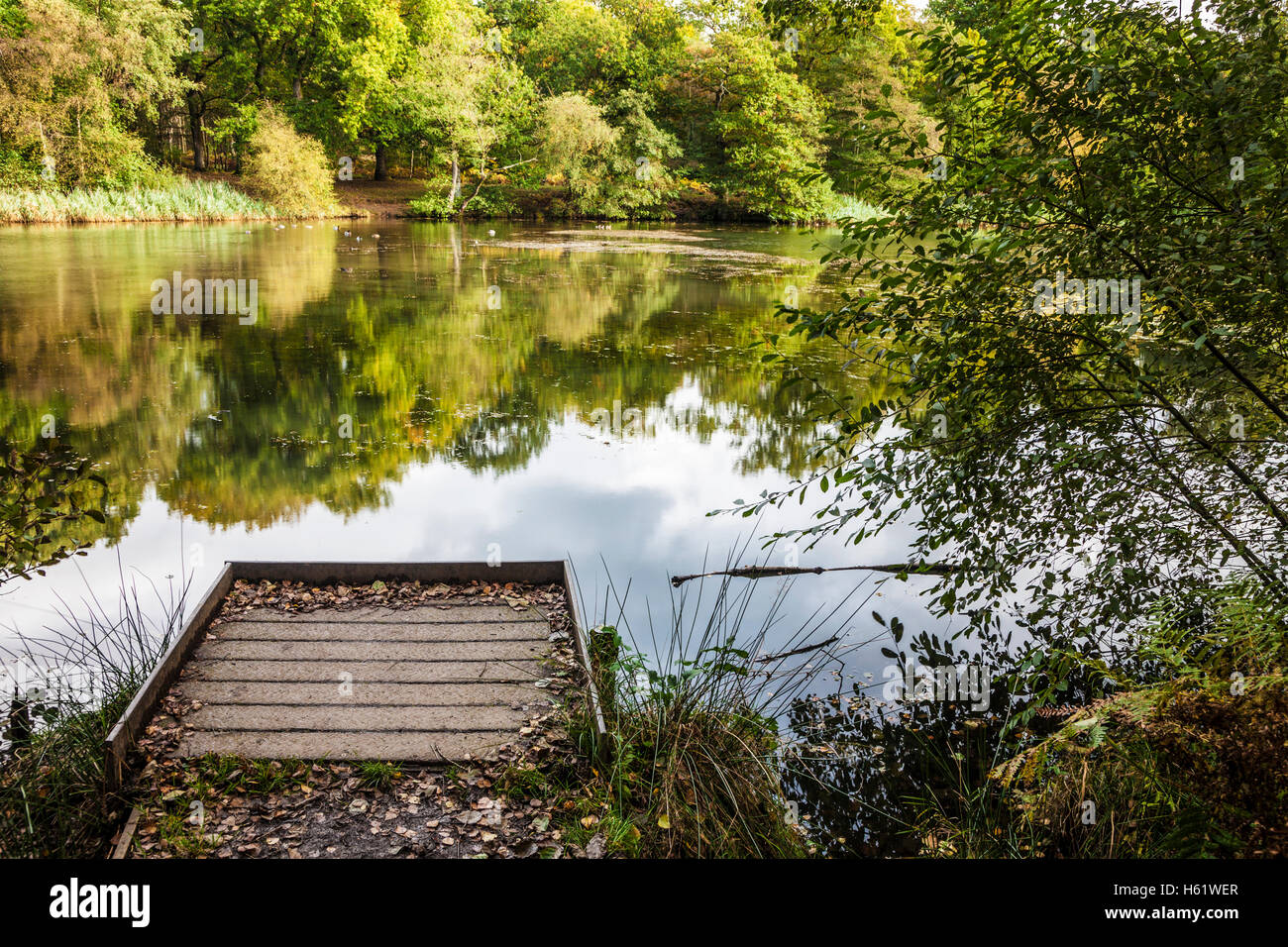 Cannop Ponds in the Forest of Dean, Gloucestershire. Stock Photo