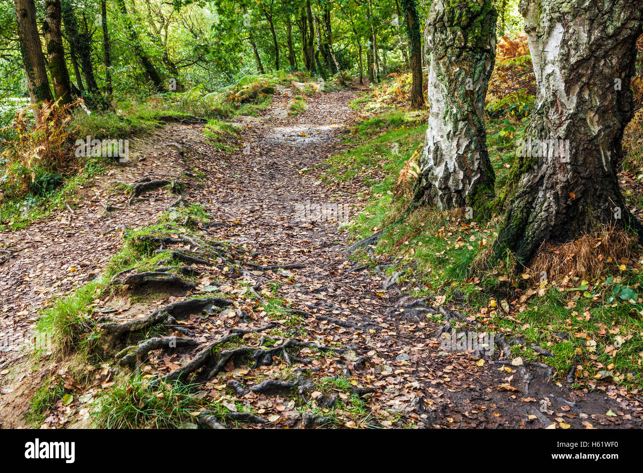 Woodland path by Cannop Ponds in the Forest of Dean, Gloucestershire. Stock Photo
