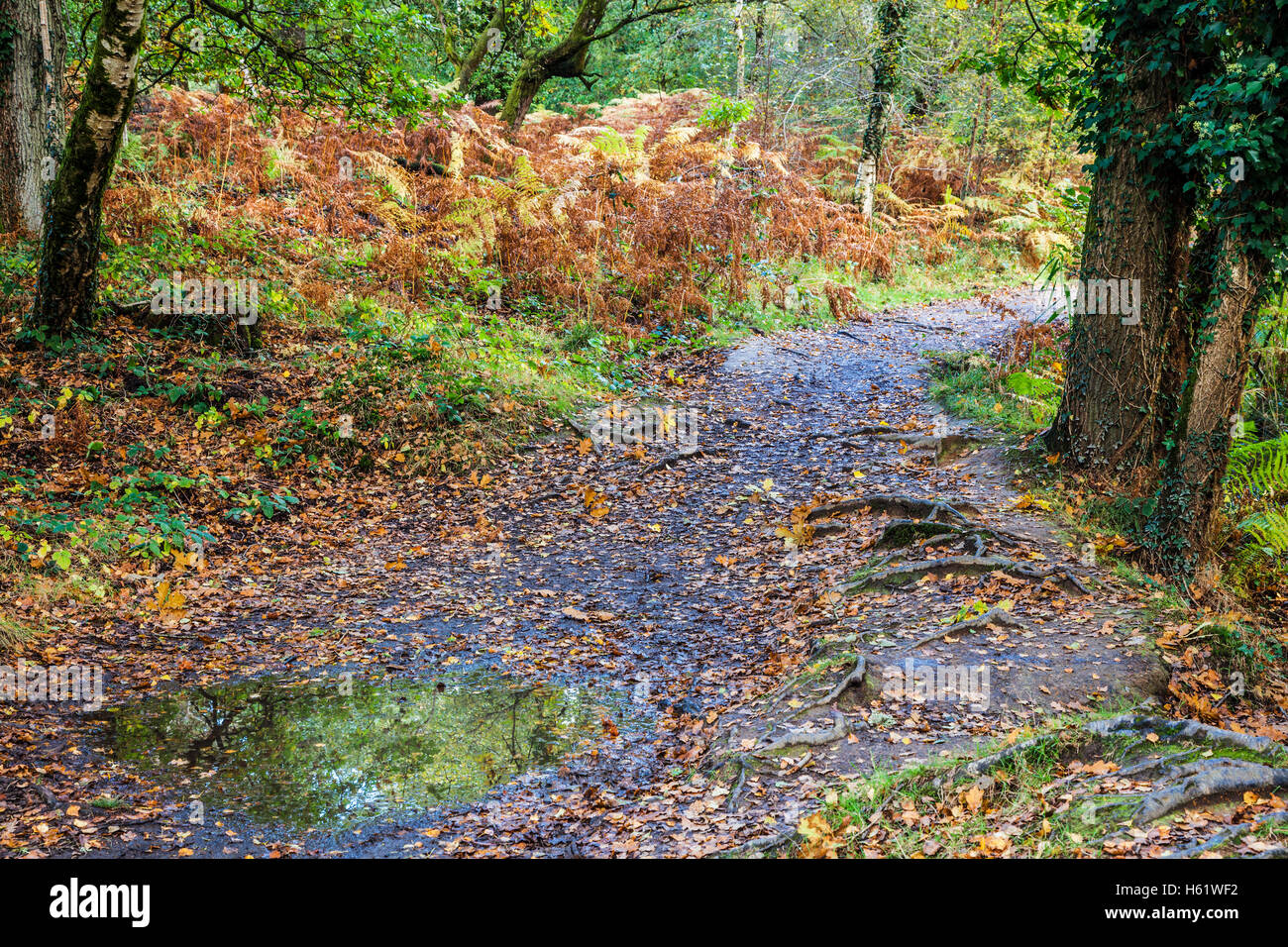 Woodland path by Cannop Ponds in the Forest of Dean, Gloucestershire. Stock Photo