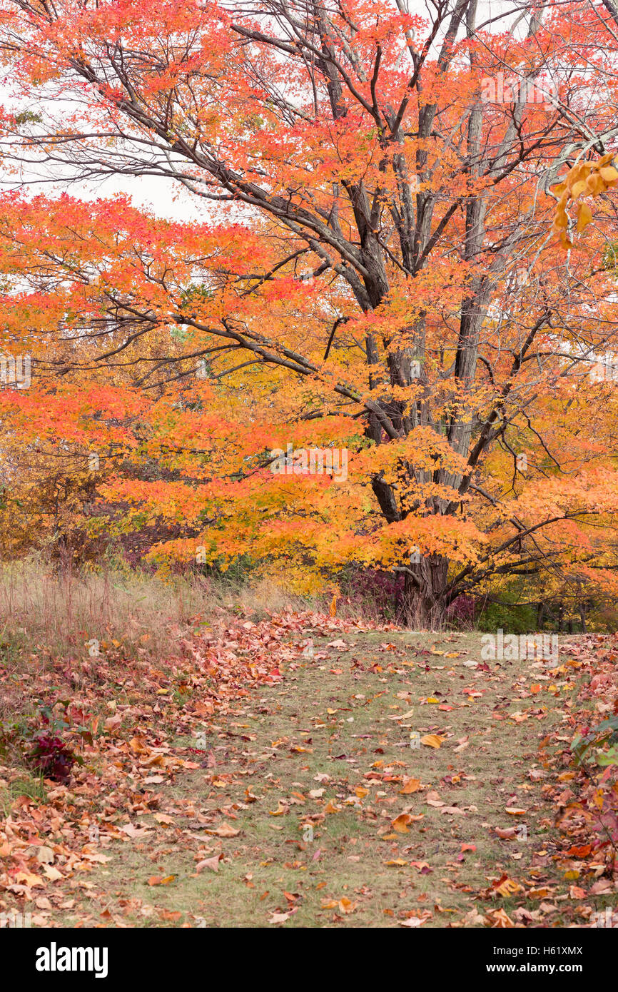 Sugar maple tree colors hi-res stock photography and images - Alamy