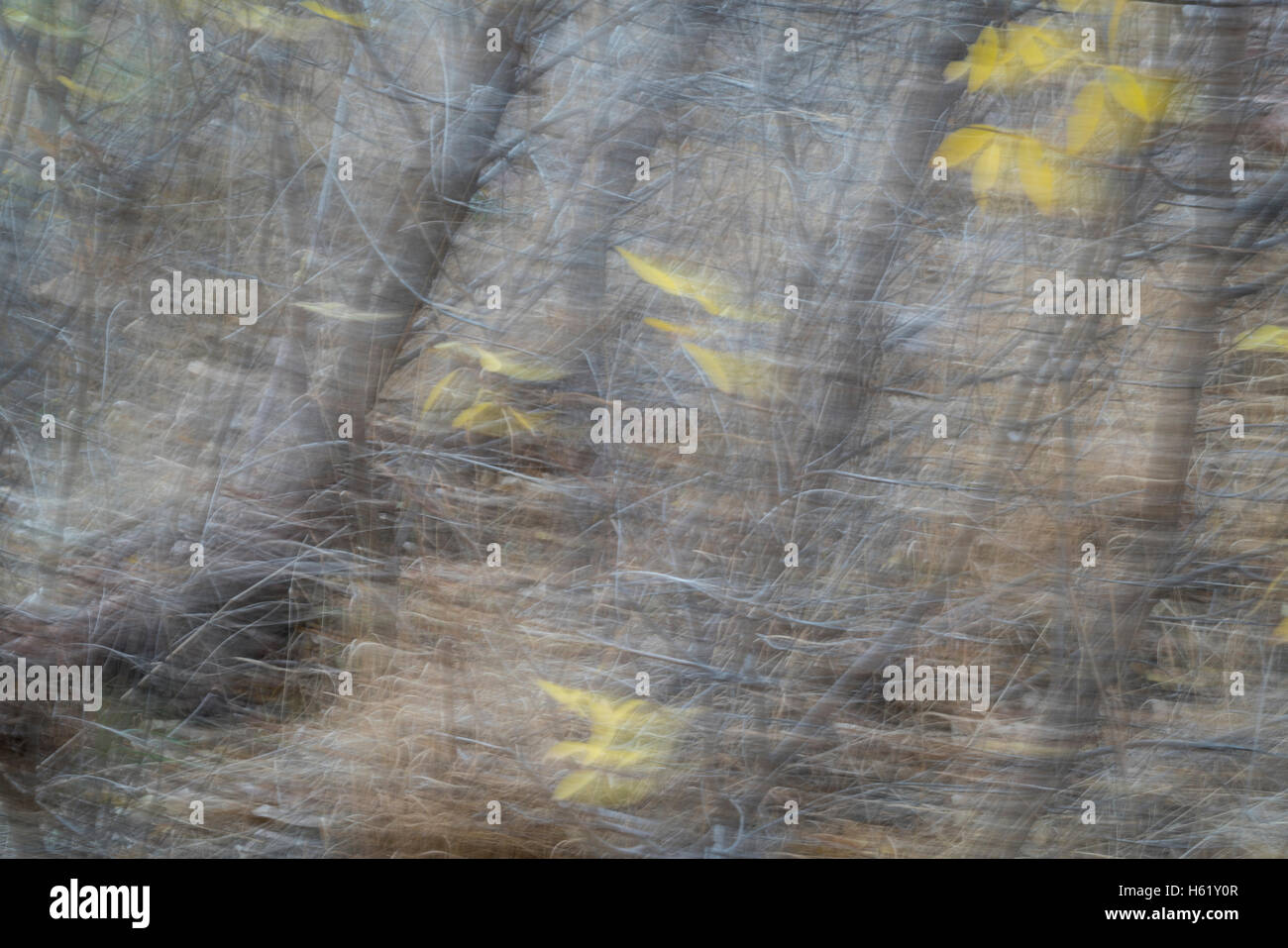 Falling leaves - nature motion blur abstract created by intentional camera movements Stock Photo
