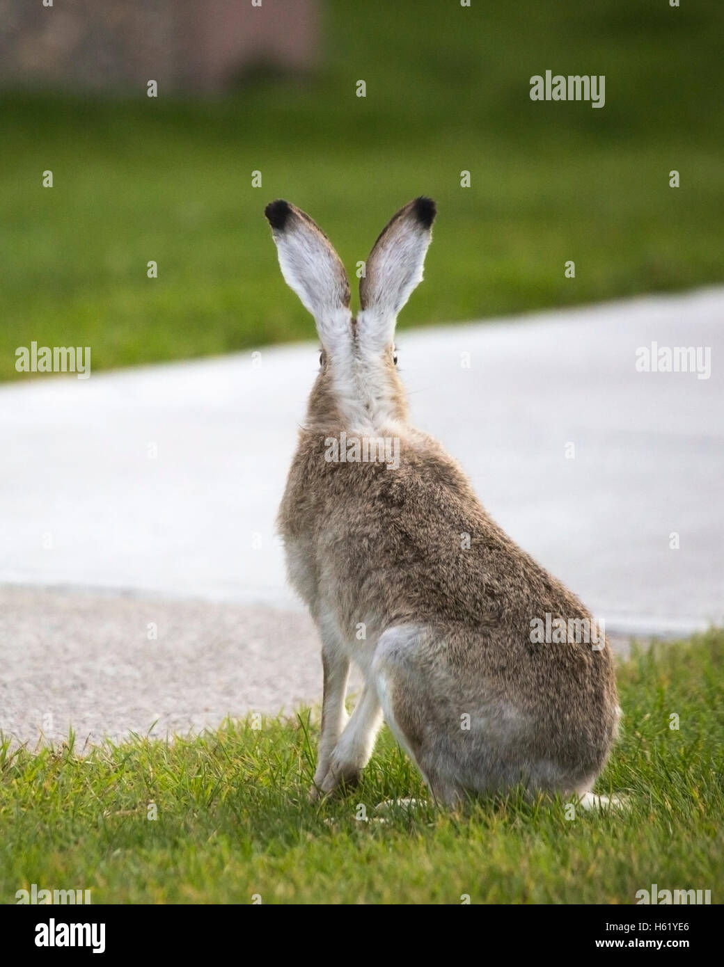 Alert White tailed Jackrabbit (Lepus townsendi), eyes on the side of the head allow vision in all directions Stock Photo