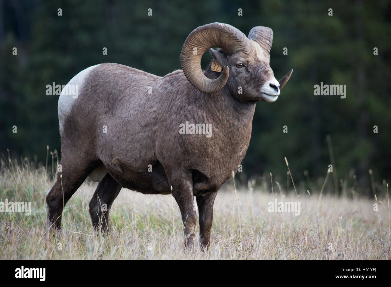 Mature Rocky Mountain Bighorn sheep (Ovis canadensis canadensis) in Sheep River Wildlife Sanctuary Stock Photo