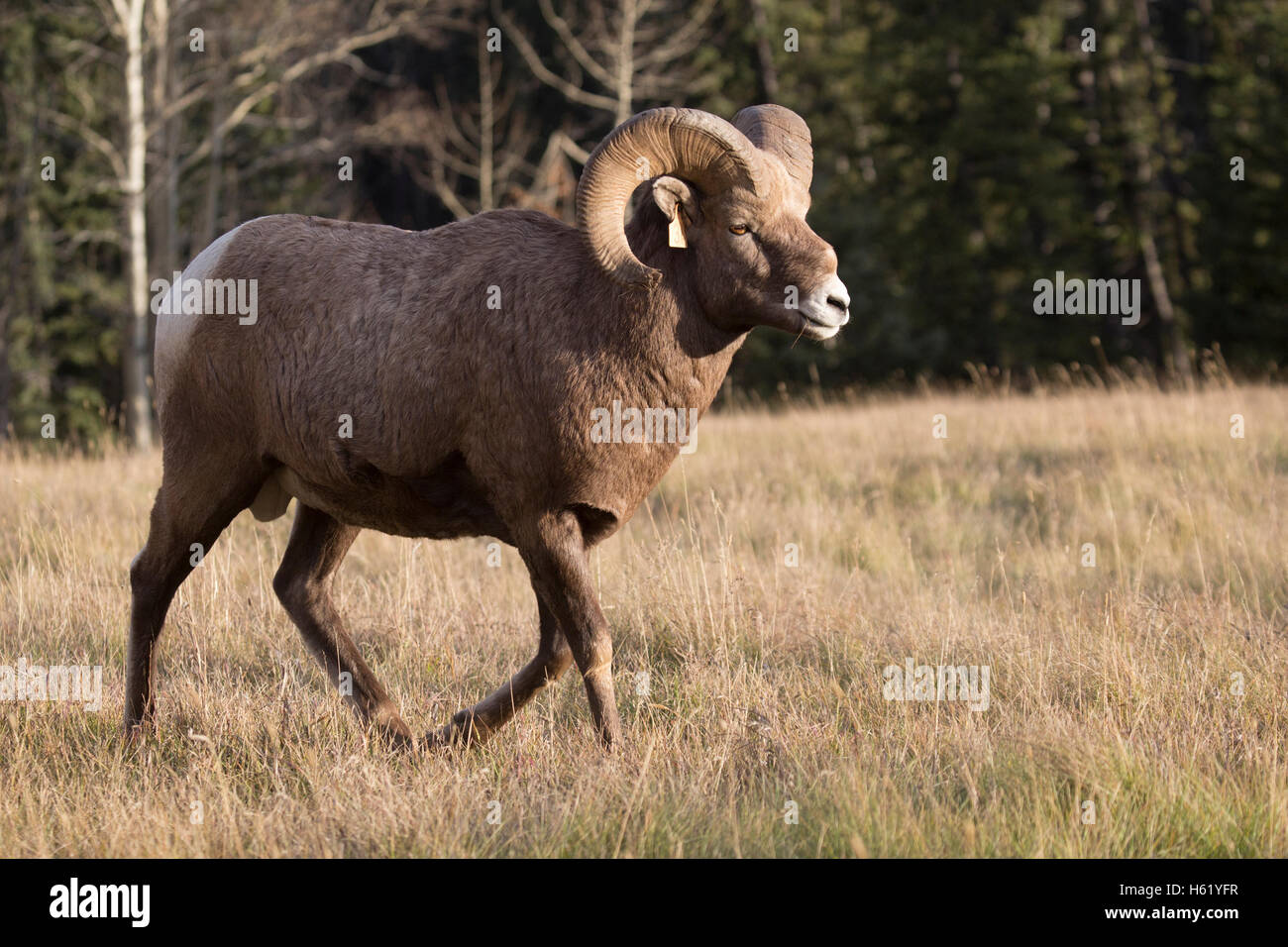 Rocky Mountain Bighorn sheep (Ovis canadensis canadensis) in Sheep River Wildlife Sanctuary Stock Photo