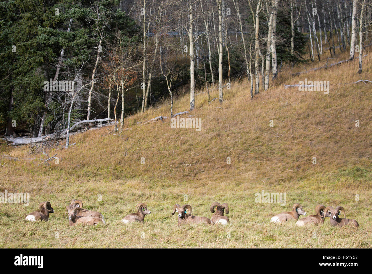 Bachelor herd of Rocky Mountain Bighorn sheep (Ovis canadensis canadensis) in autumn, Sheep River Wildlife Sanctuary Stock Photo