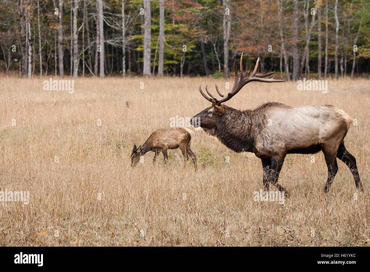 A bull elk walking the perimeter of his herd Stock Photo Alamy