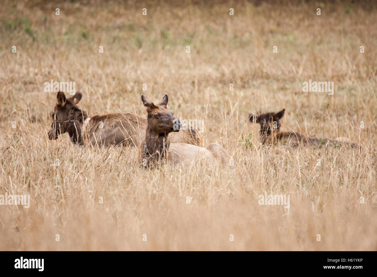 Three elk cows resting in a field Stock Photo