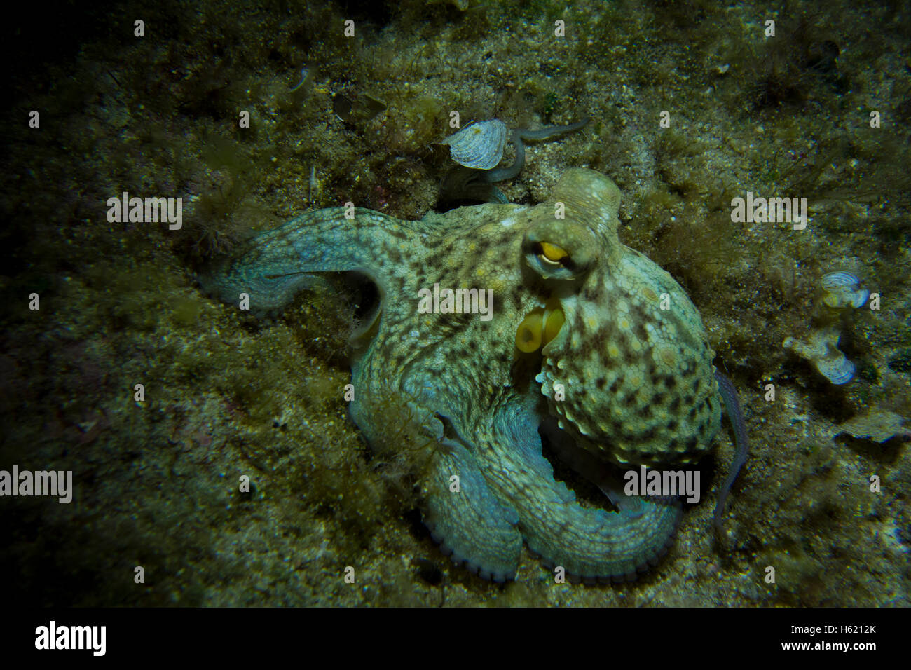 Octopus, Octopus vulgaris, close-up form the Mediterranean Sea. This picture was taken in Malta. Stock Photo