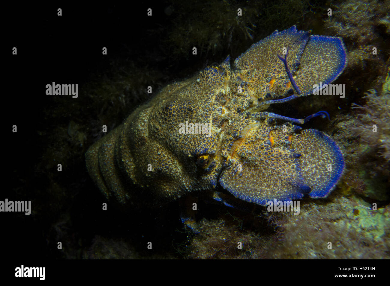 Mediterranean slipper lobster, Scyllarides latus, from Malta, Mediterranean Sea. Stock Photo