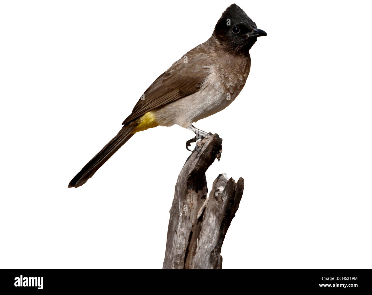 Common or Black-eyed bulbul, Pycnonotus barbatus, single bird on branch