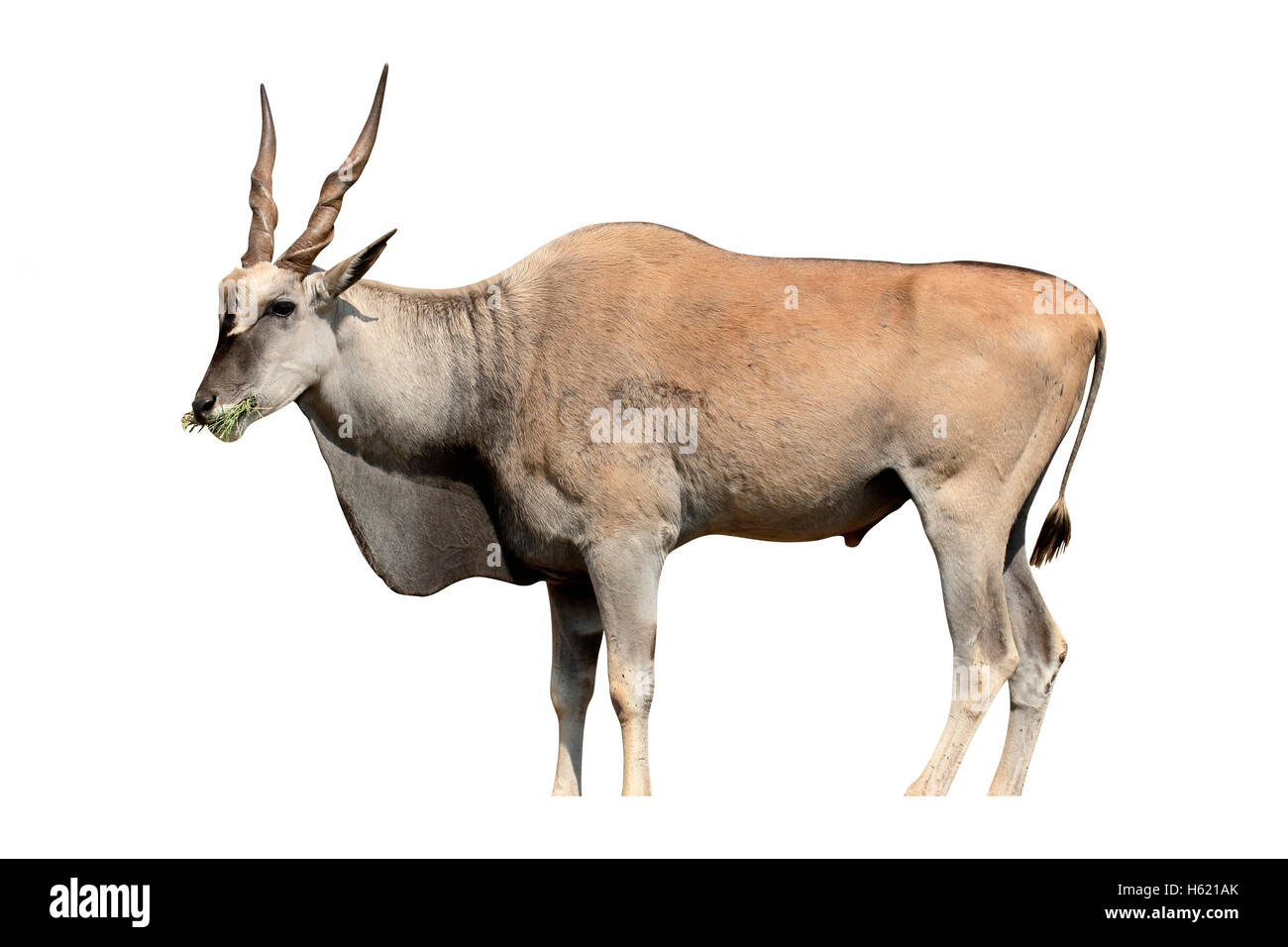Eland, Taurotragus oryx, single mammal, South Africa, August 2015 Stock Photo