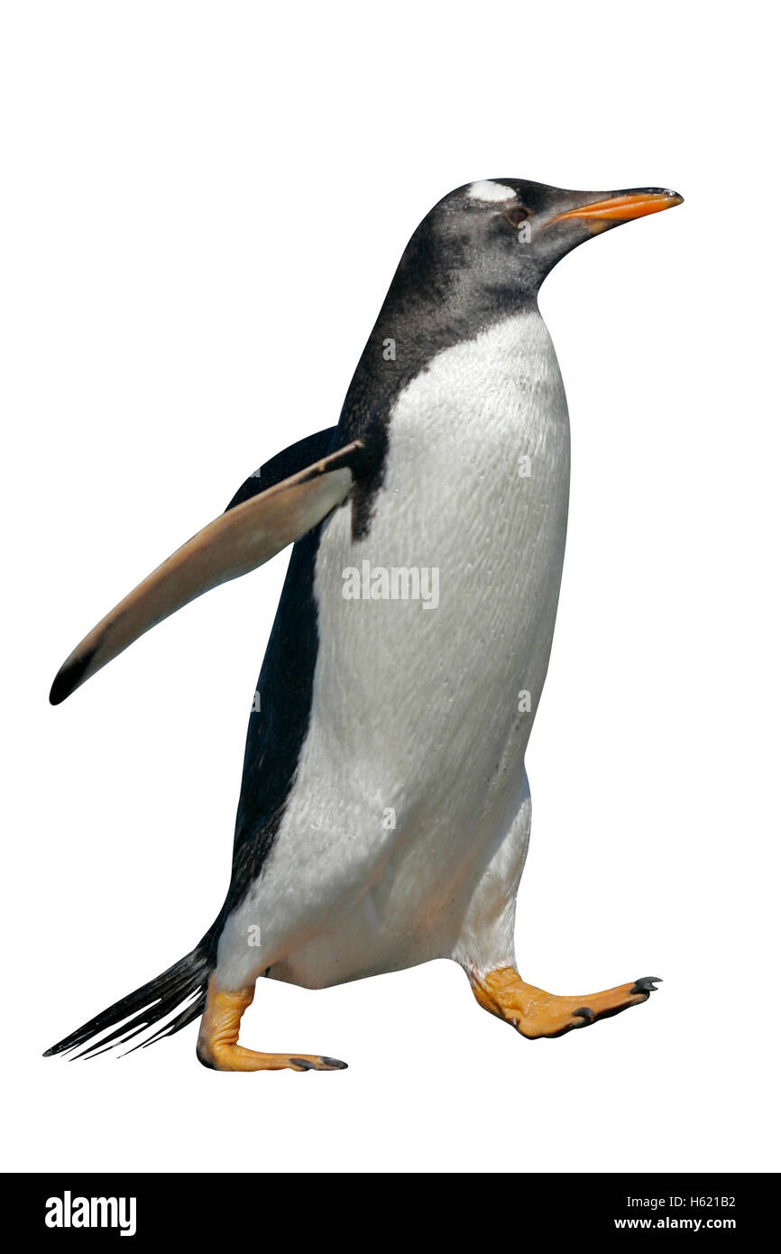 Gentoo penguin, Pygoscelis papua, single bird by water, Falklands Stock Photo