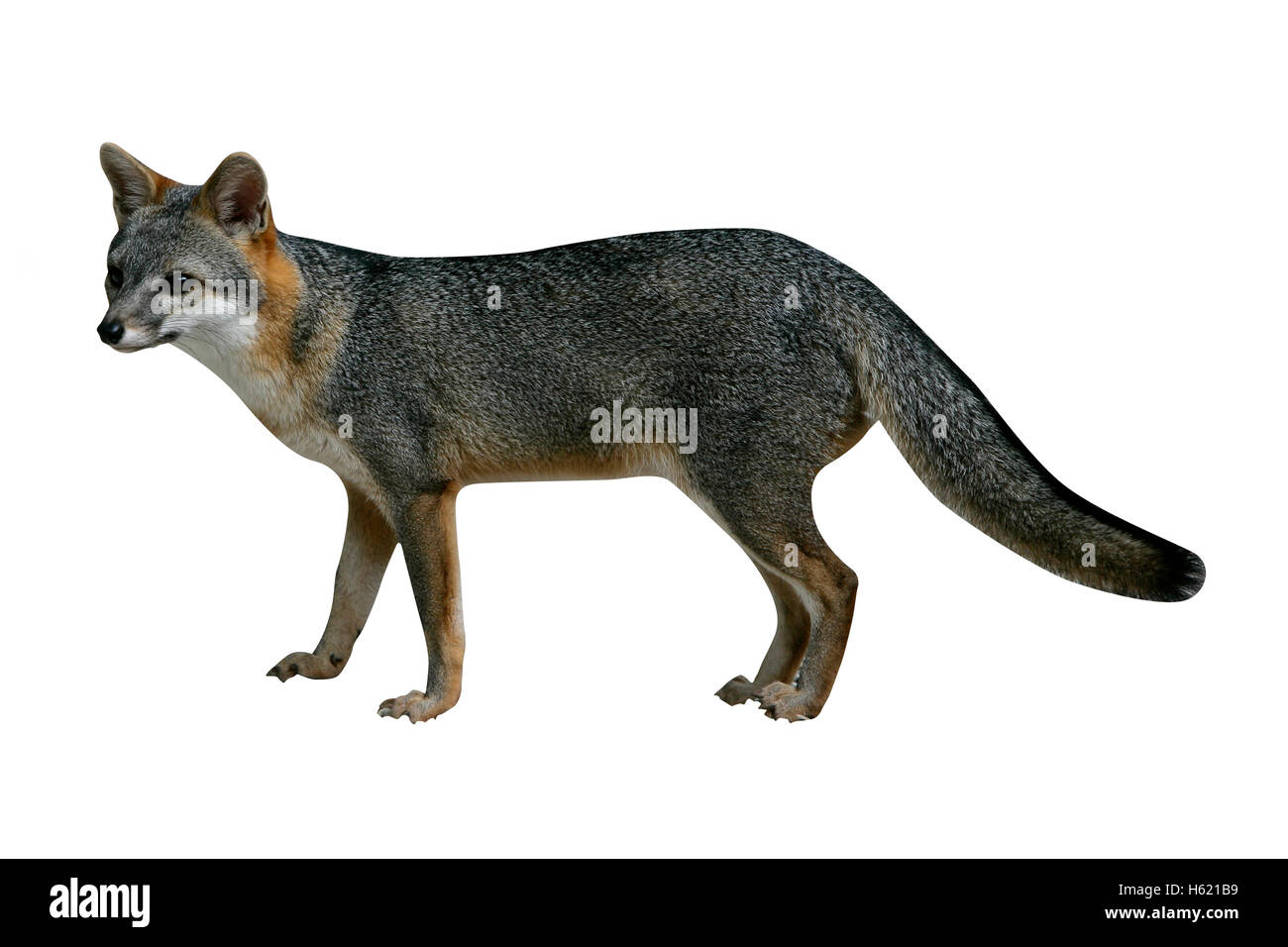 Gray fox, Urocyon cinereoargenteus, single mammal in Belize Stock Photo