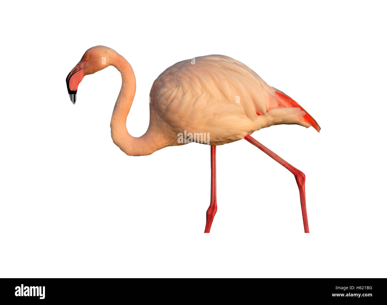 Greater flamingo, Phoenicopterus ruber, single bird in water, France Stock Photo