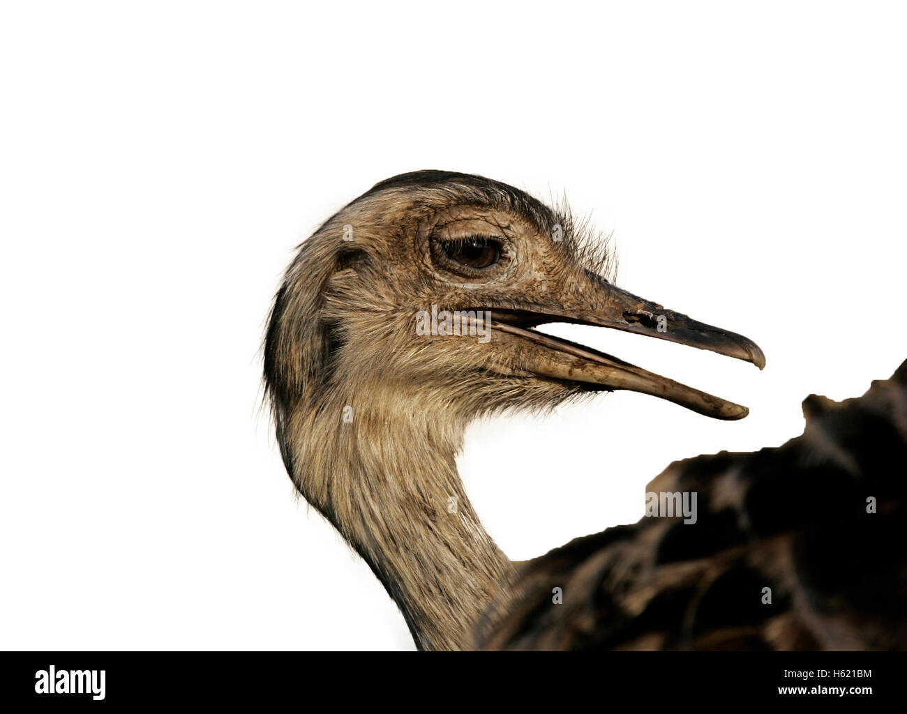 Greater rhea,  Rhea americana, single bird head shot, Brazil Stock Photo