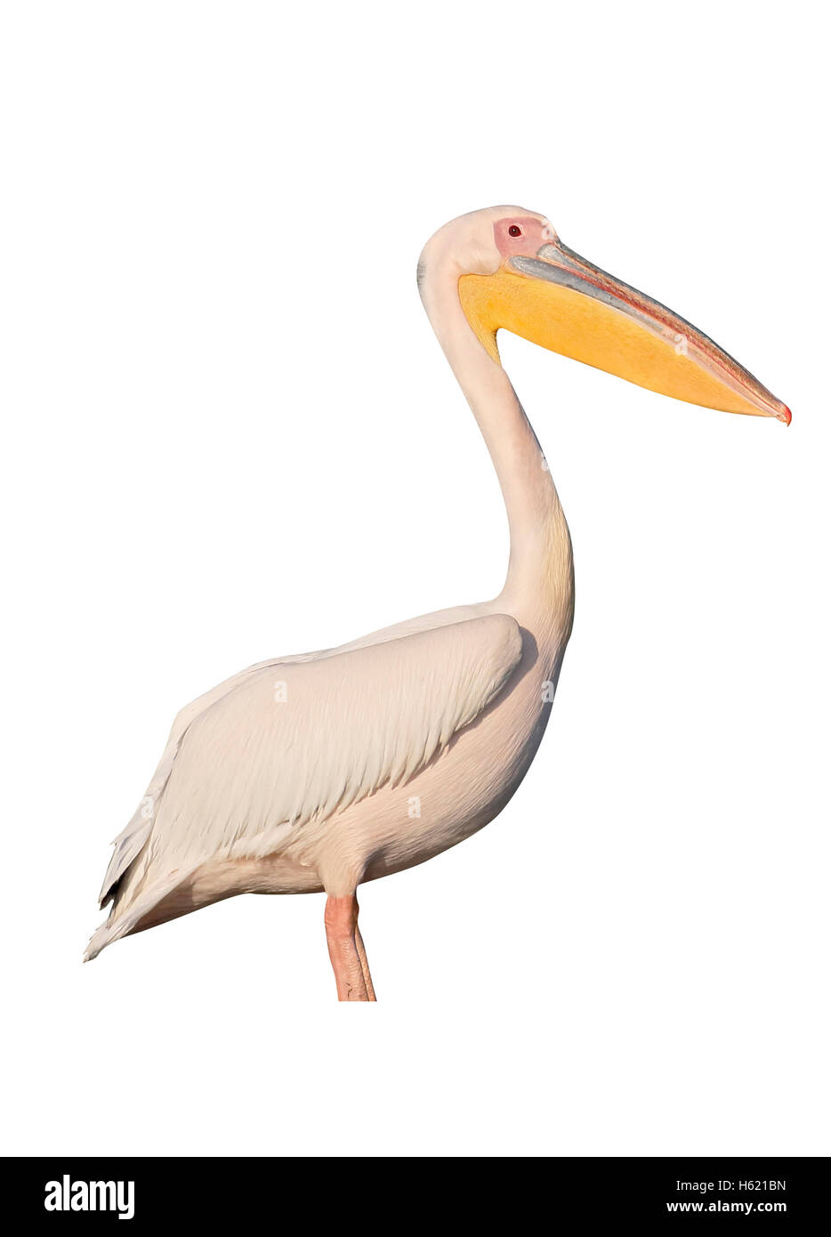 Great-white pelican, Pelecanus onocrotalus, single bird by water, Romania, May 2015 Stock Photo
