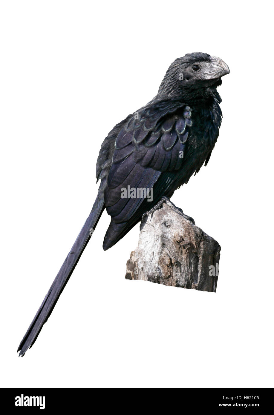 Grove-billed ani,  Crotophaga sulcirostris, single bird on branch, Belize Stock Photo