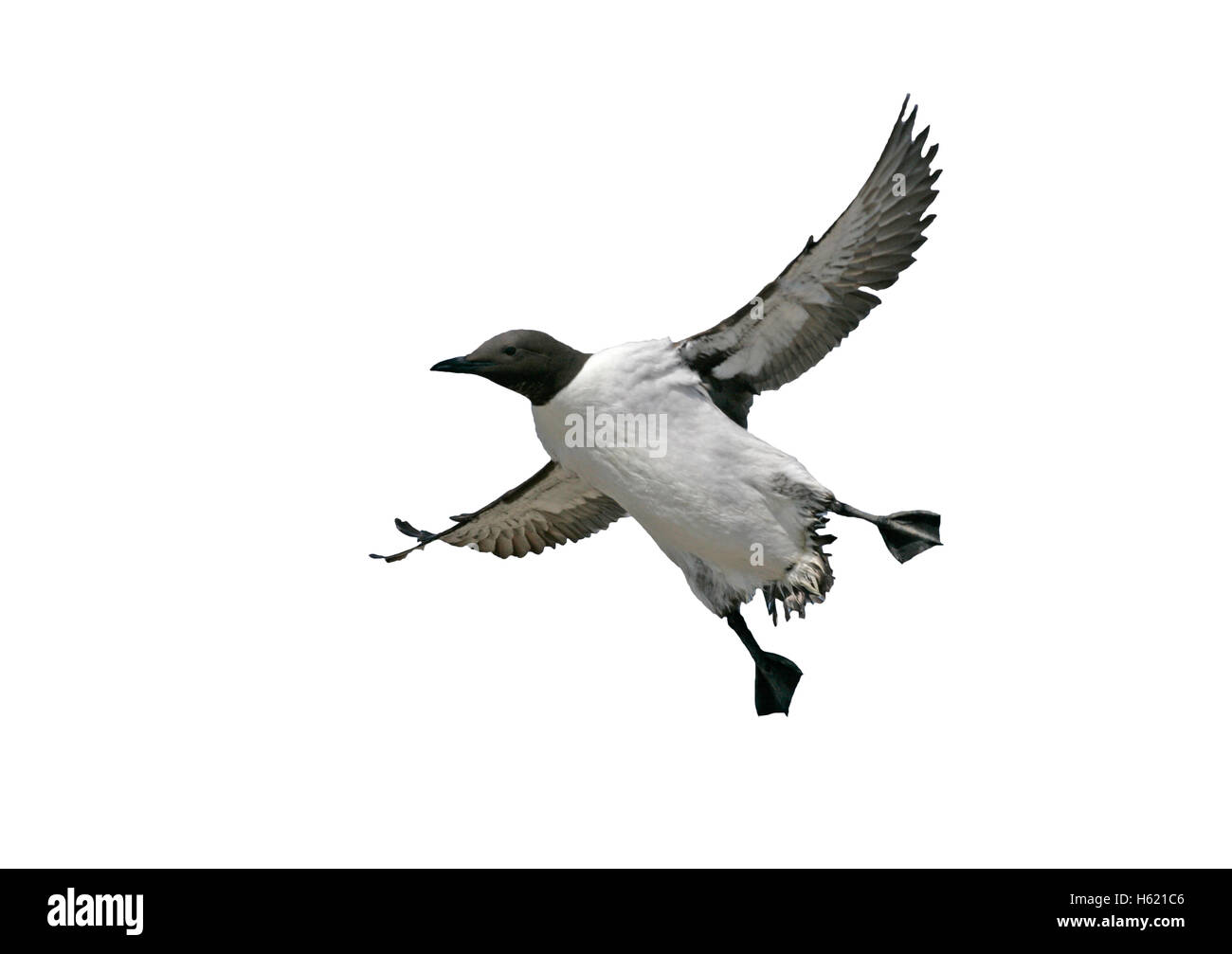 Guillemot, Uria aalge, single bird in flight, Northumberland Stock Photo