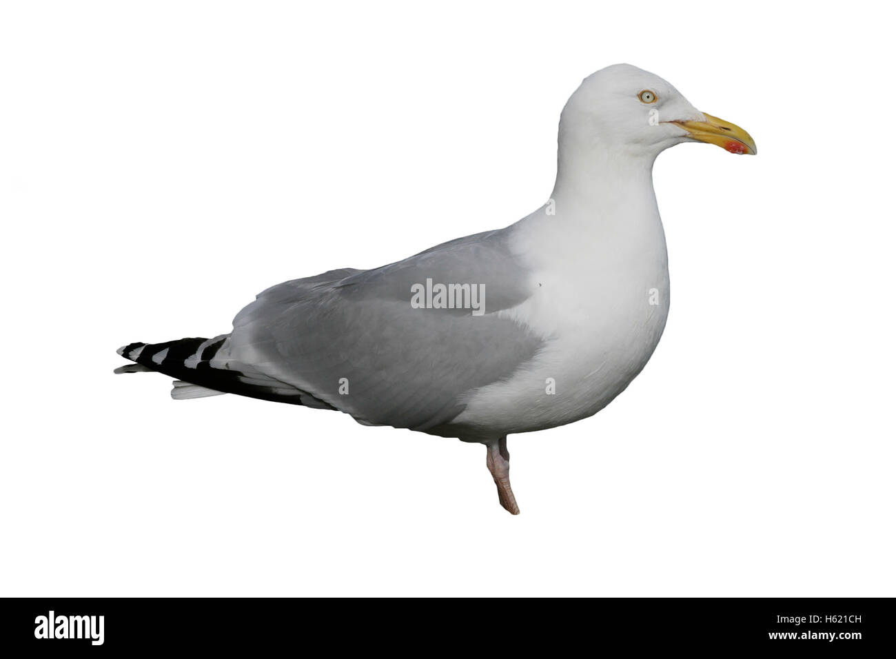 Herring gull, Larus argentatus, single bird on rock, Scotland Stock Photo