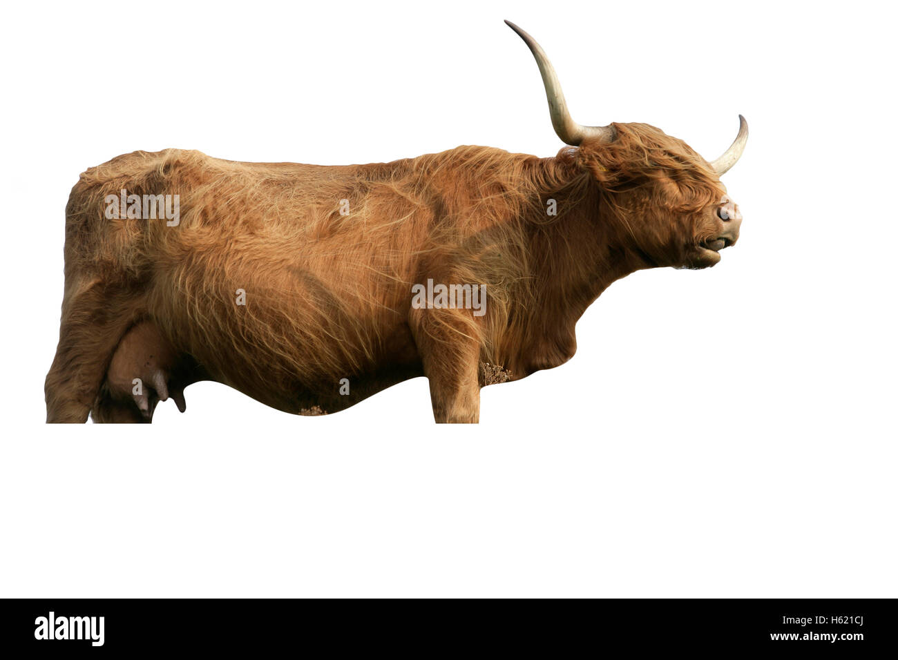 Highland cattle, single animal on grass, Texal, Netherlands Stock Photo