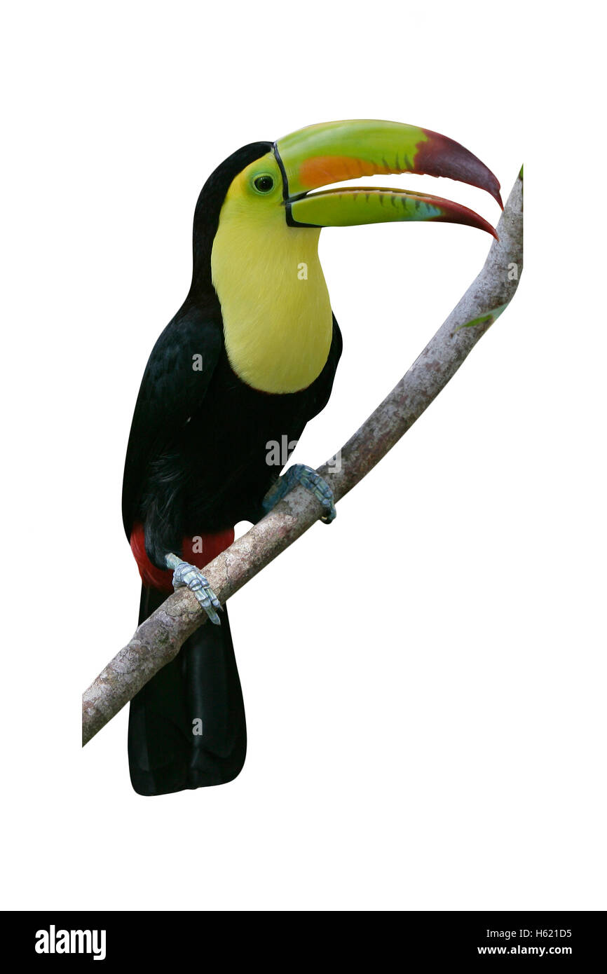 Keel-billed toucan, Ramphastos sulfuratus, single bird on branch, Belize Stock Photo