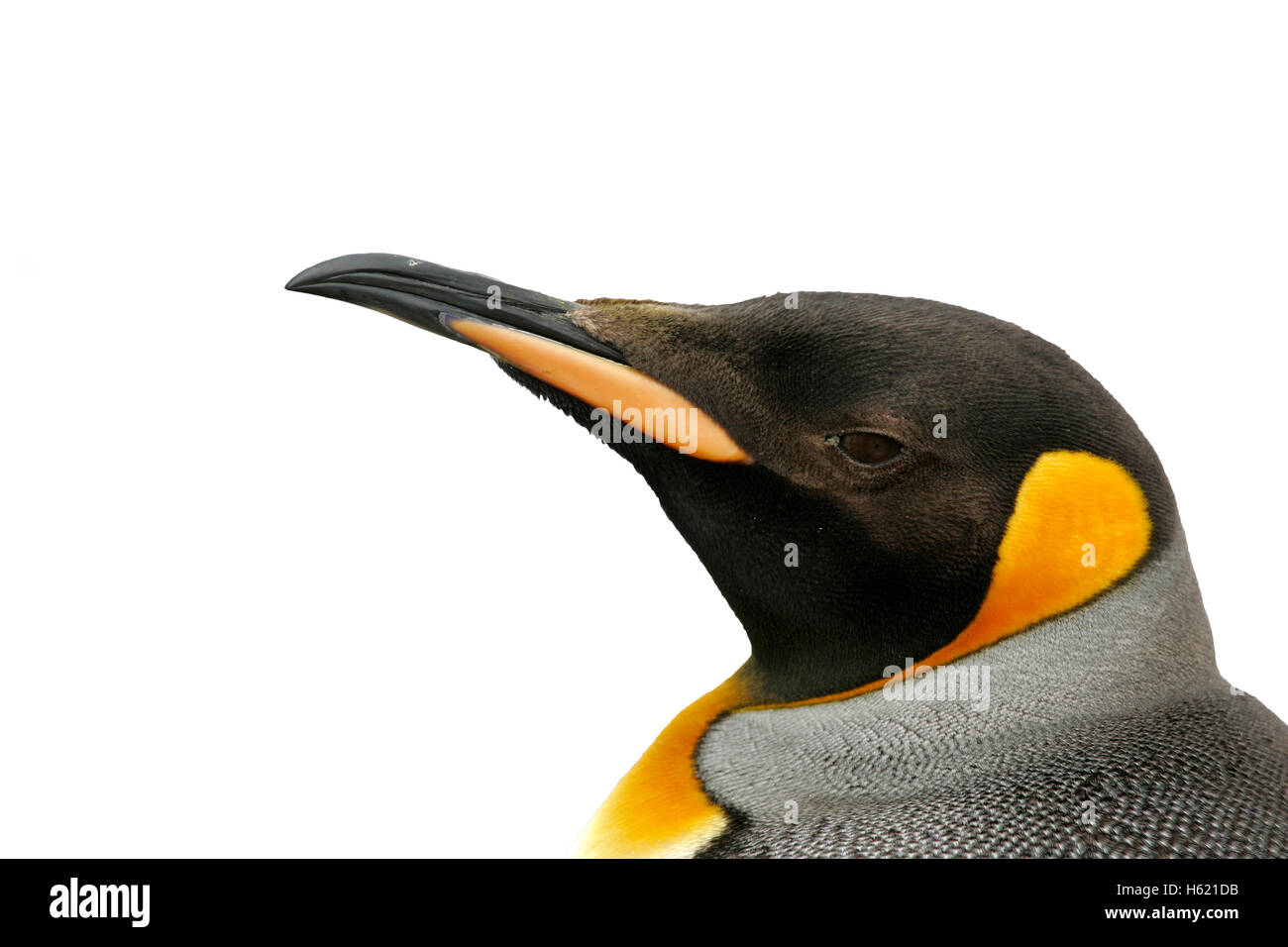 King penguin, Aptenodytes patagonicus, head shot, Falklands Stock Photo