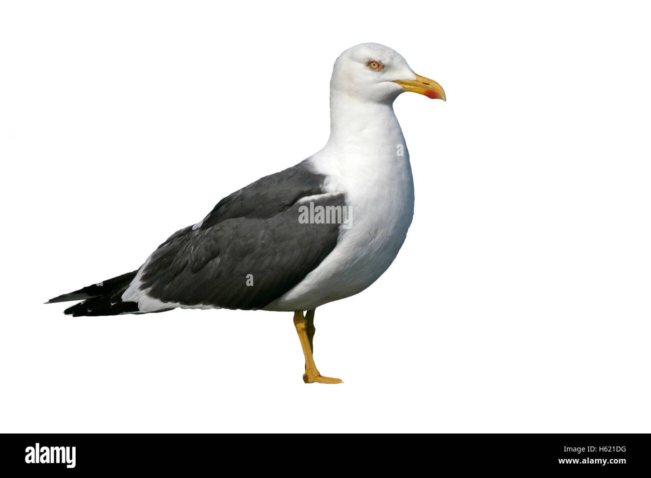 Lesser black-backed gull, Larus fuscus, single bird on rock, Stock Photo