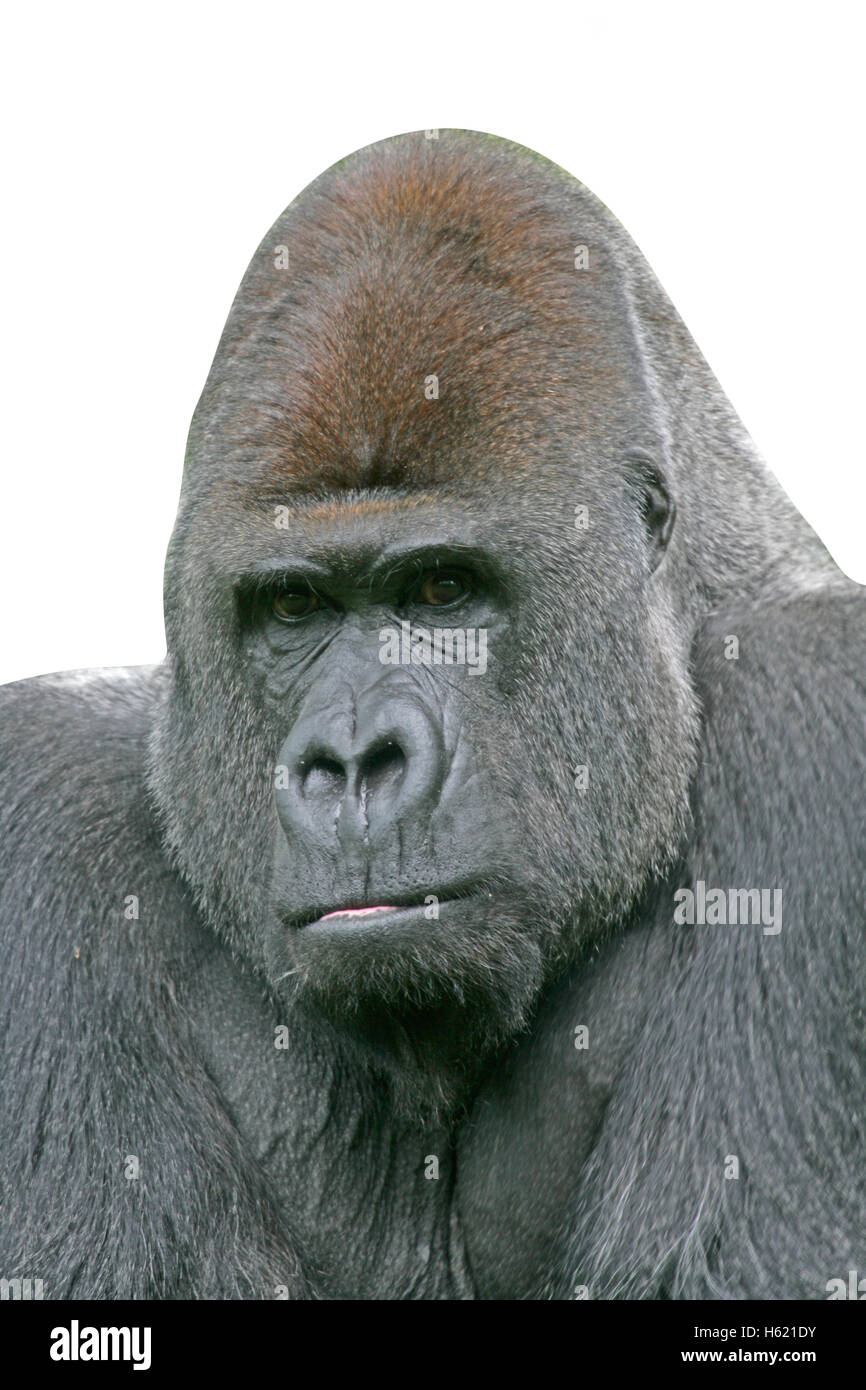 Western lowland gorilla, Gorilla gorilla, single mammal on grass Stock Photo