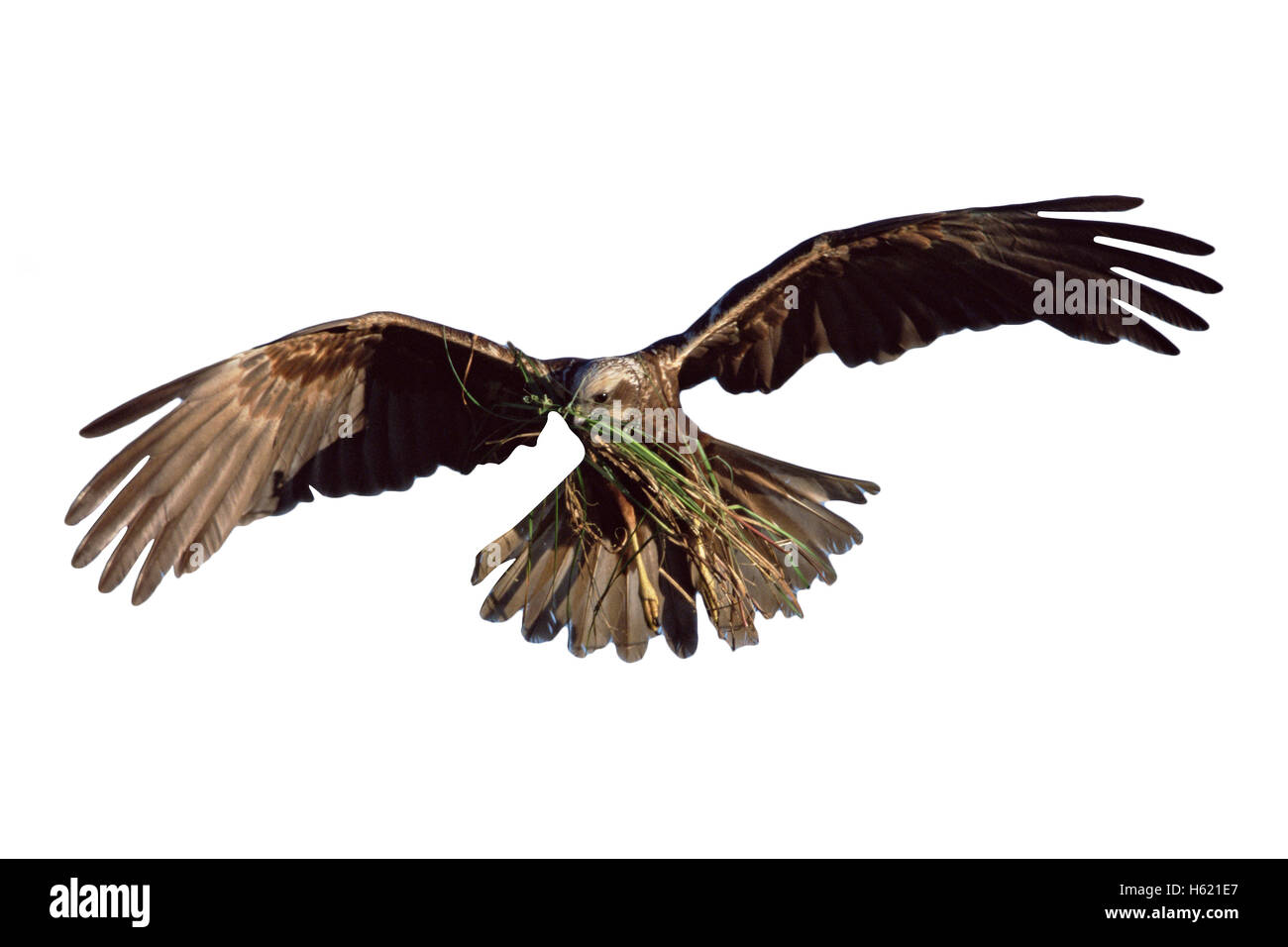Marsh harrier, Circus aeruginosus, single female in flight with nest material, Poland Stock Photo