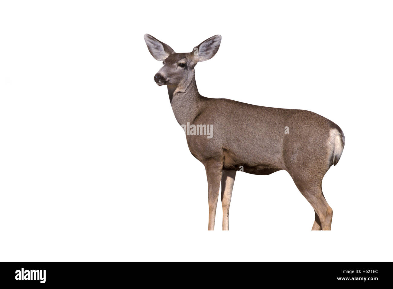 Mule deer, Odocoileus hemionus, single mammal, New Mexico, USA Stock Photo