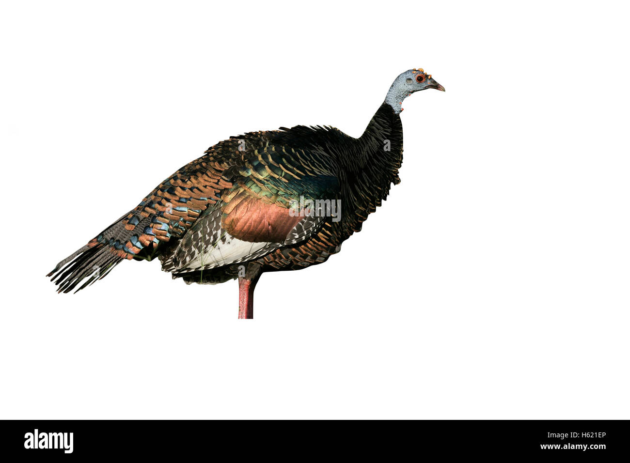Ocellated turkey,  Meleagris ocellata, single bird on grass, Belize Stock Photo