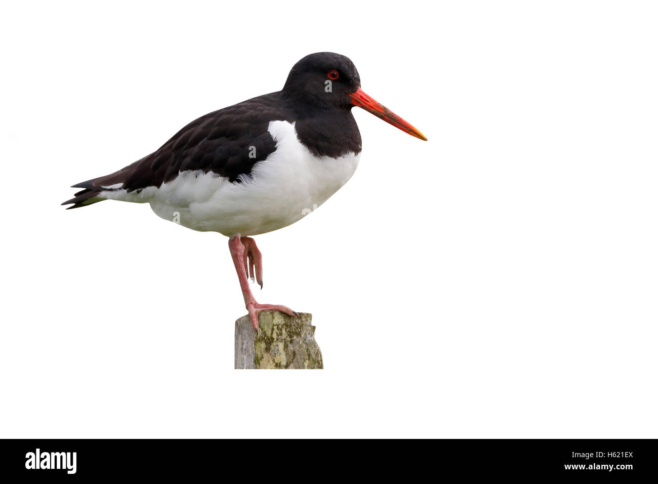 Oystercatcher, Haematopus ostralegus, single bird on post, Orkney, June 2014 Stock Photo