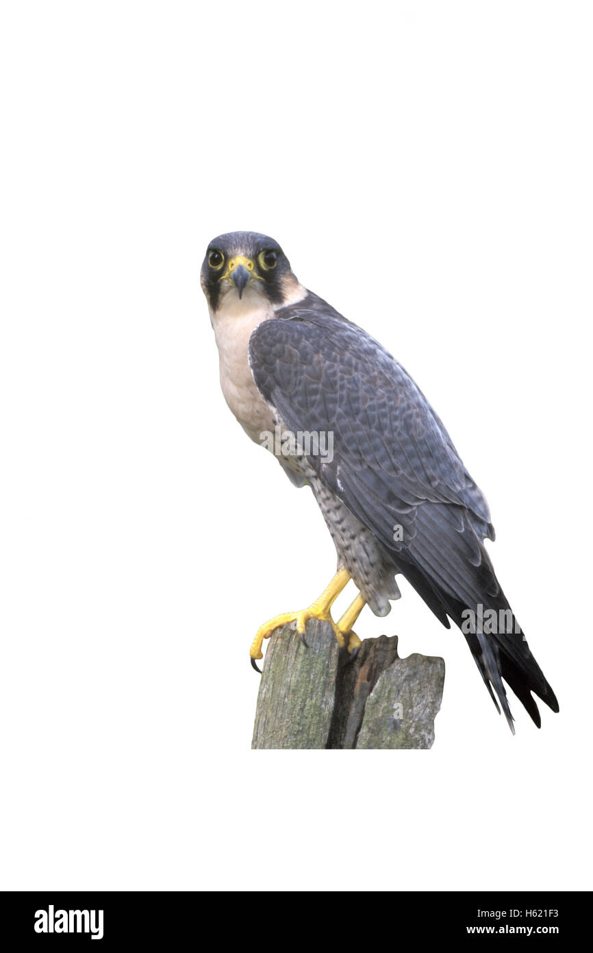 Peregrine, Falco peregrinus, single bird on post, UK Stock Photo