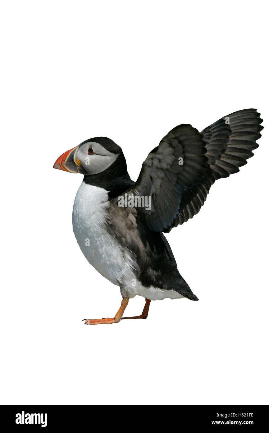 Puffin, Fratercula arctica, single bird on rock Stock Photo