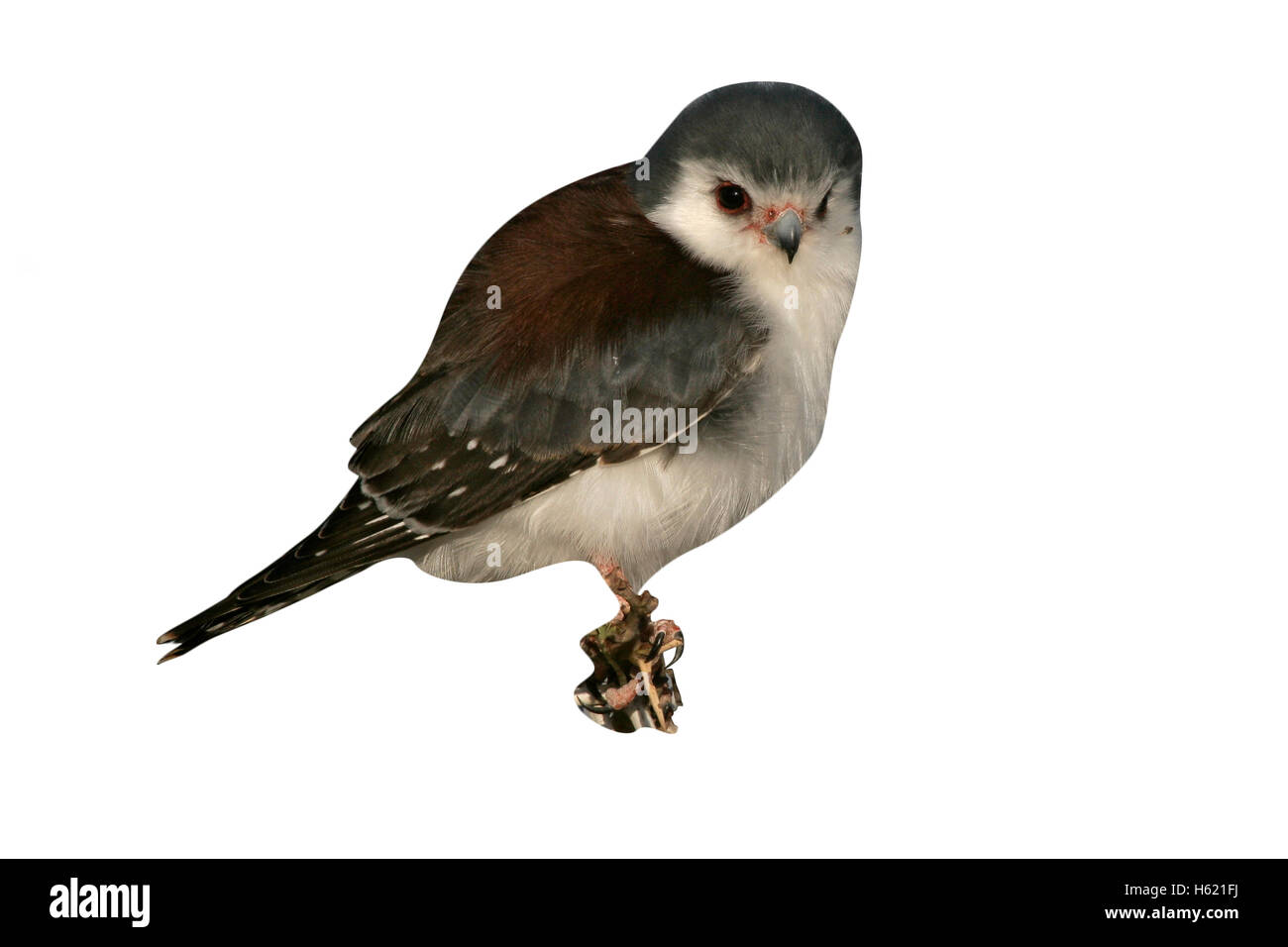 Pygmy falcon, Polihierax semitorquatus, single bird on bush, Tanzania Stock Photo