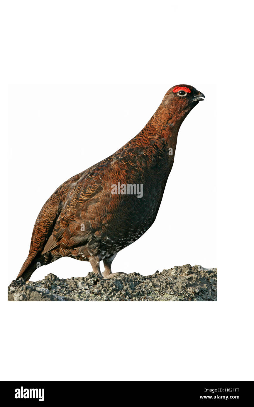 Red grouse, Lagopus lagopus, single male, Yorkshire, UK Stock Photo