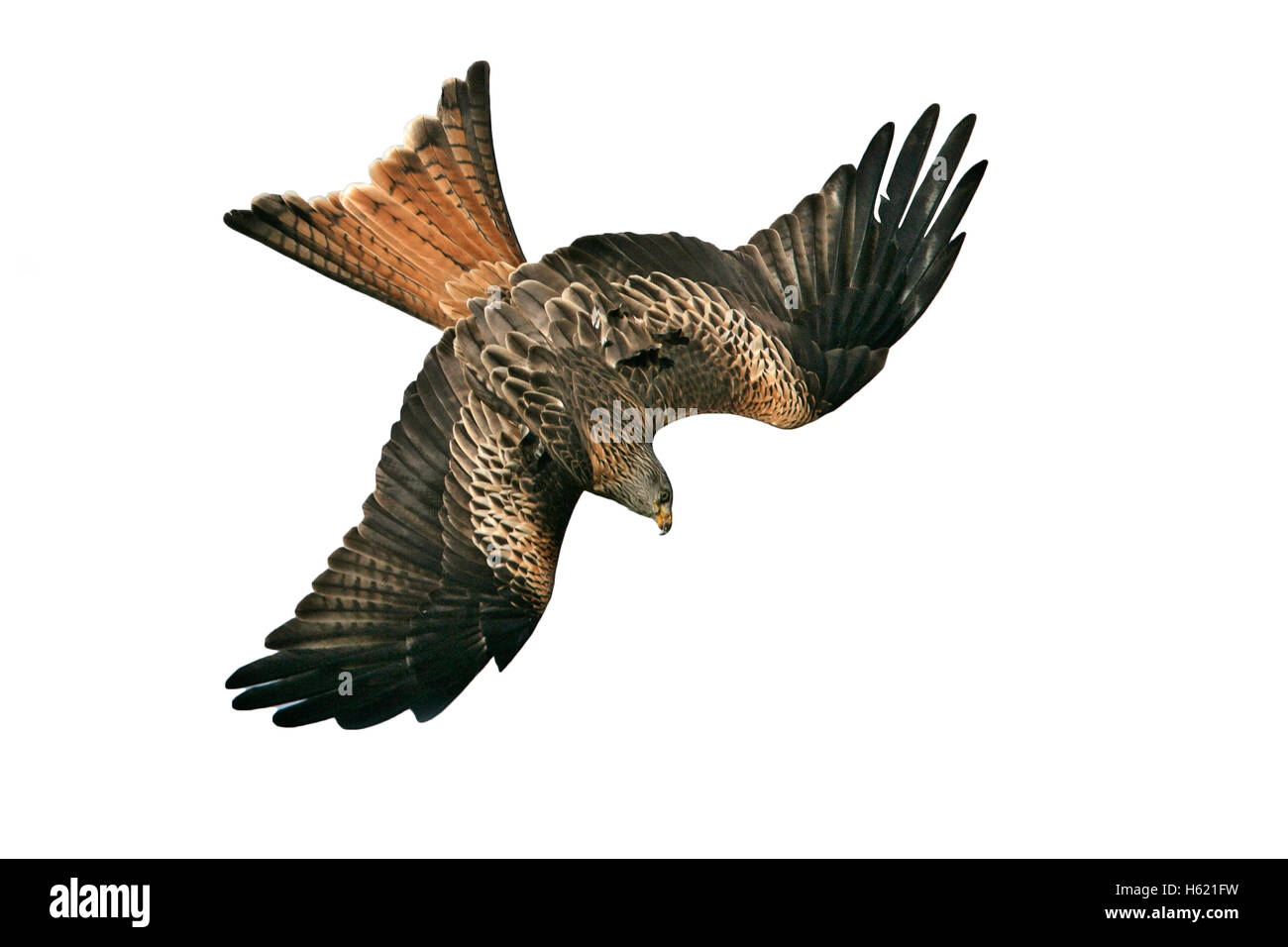 Red kite, Milvus milvus, single bird in flight, Wales, UK Stock Photo