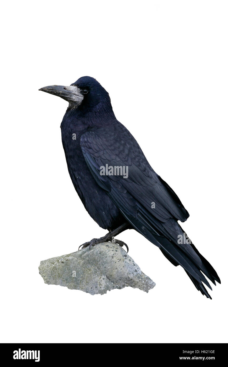 Rook, Corvus frugilegus, single bird on rock, Scotland, Gloucestershire Stock Photo