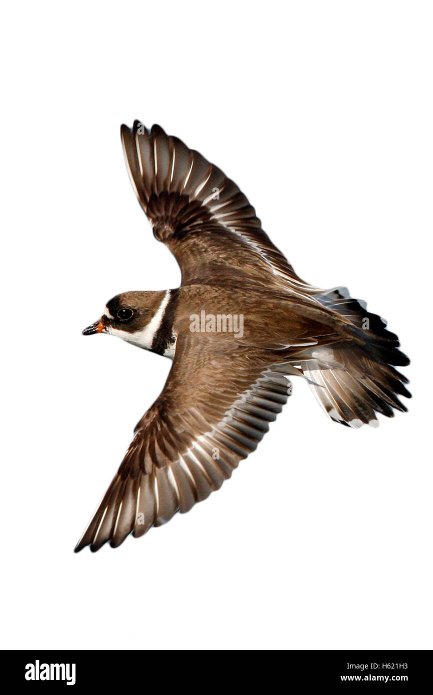 Semipalmated plover, Charadrius semipalmatus, single bird in flight, New York, USA, summer, flight Stock Photo