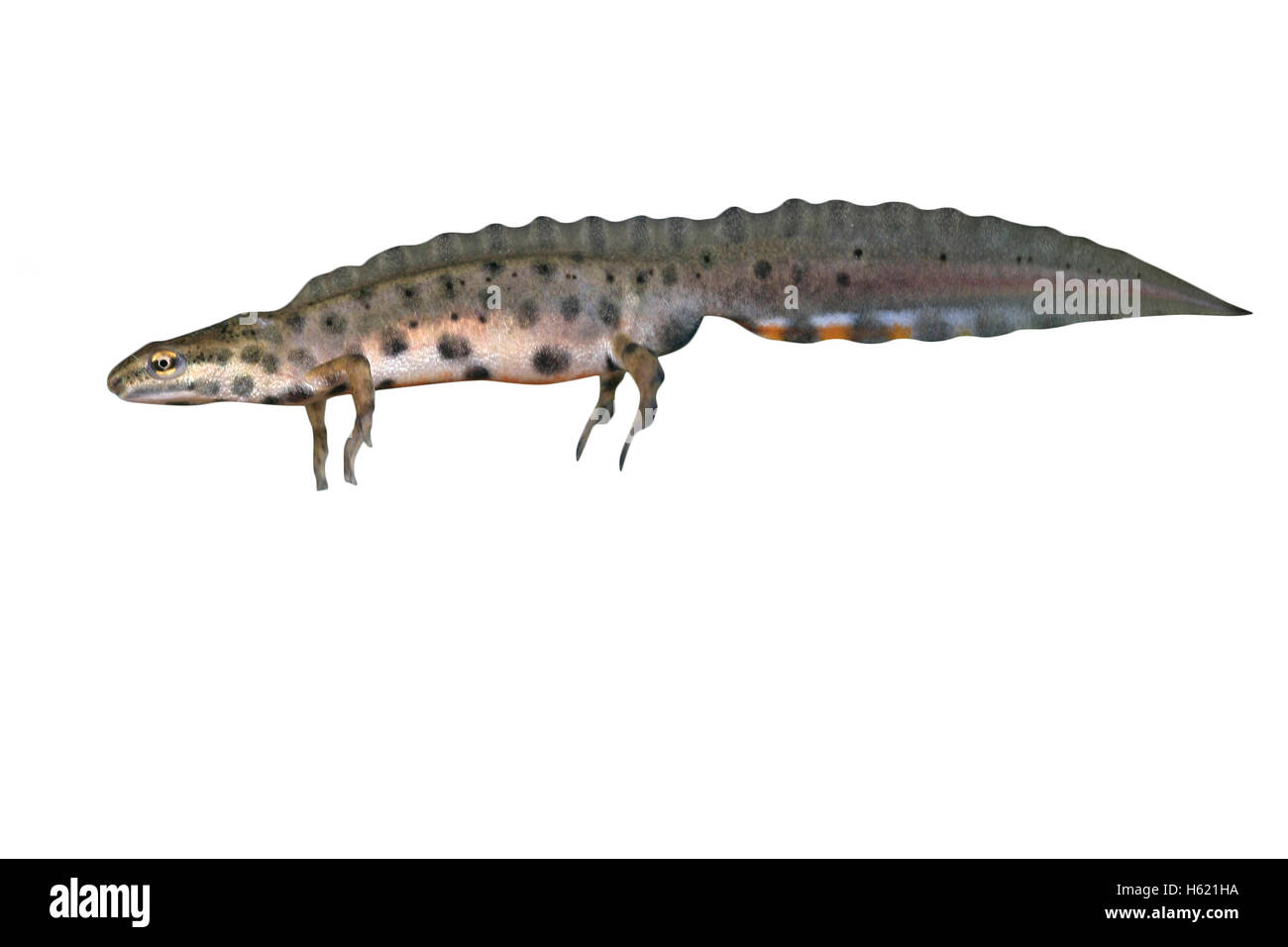 Smooth newt, Triturus vulgaris, single male in water Stock Photo