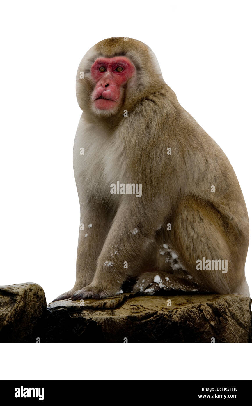 Snow monkey or Japanese macaque, Macaca fuscata, single mammal by water, Japan Stock Photo