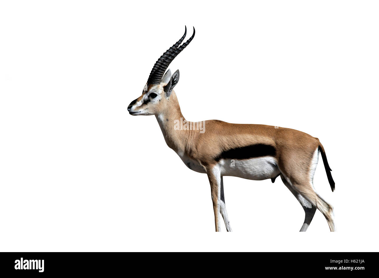 Thomson's gazelle, Gazella thomsonii, single mammal on grass, Tanzania Stock Photo