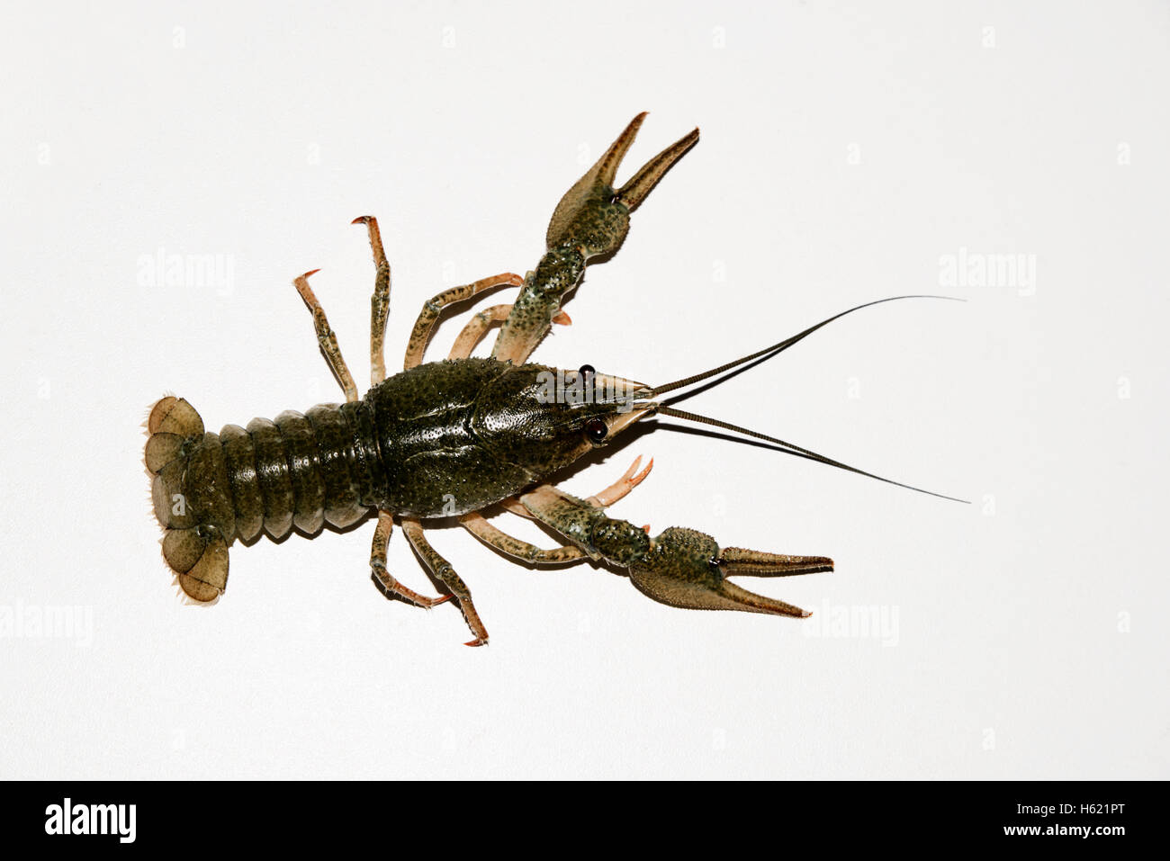 alive crayfish isolated on white background, live crayfish closeup, fresh crayfish. Beer snacks, river crayfish Stock Photo