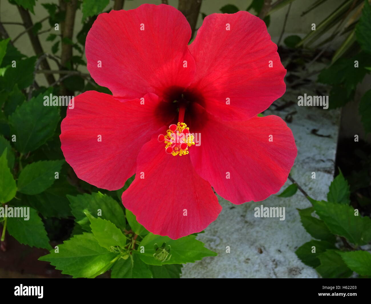Hibiscus flower bloom Stock Photo