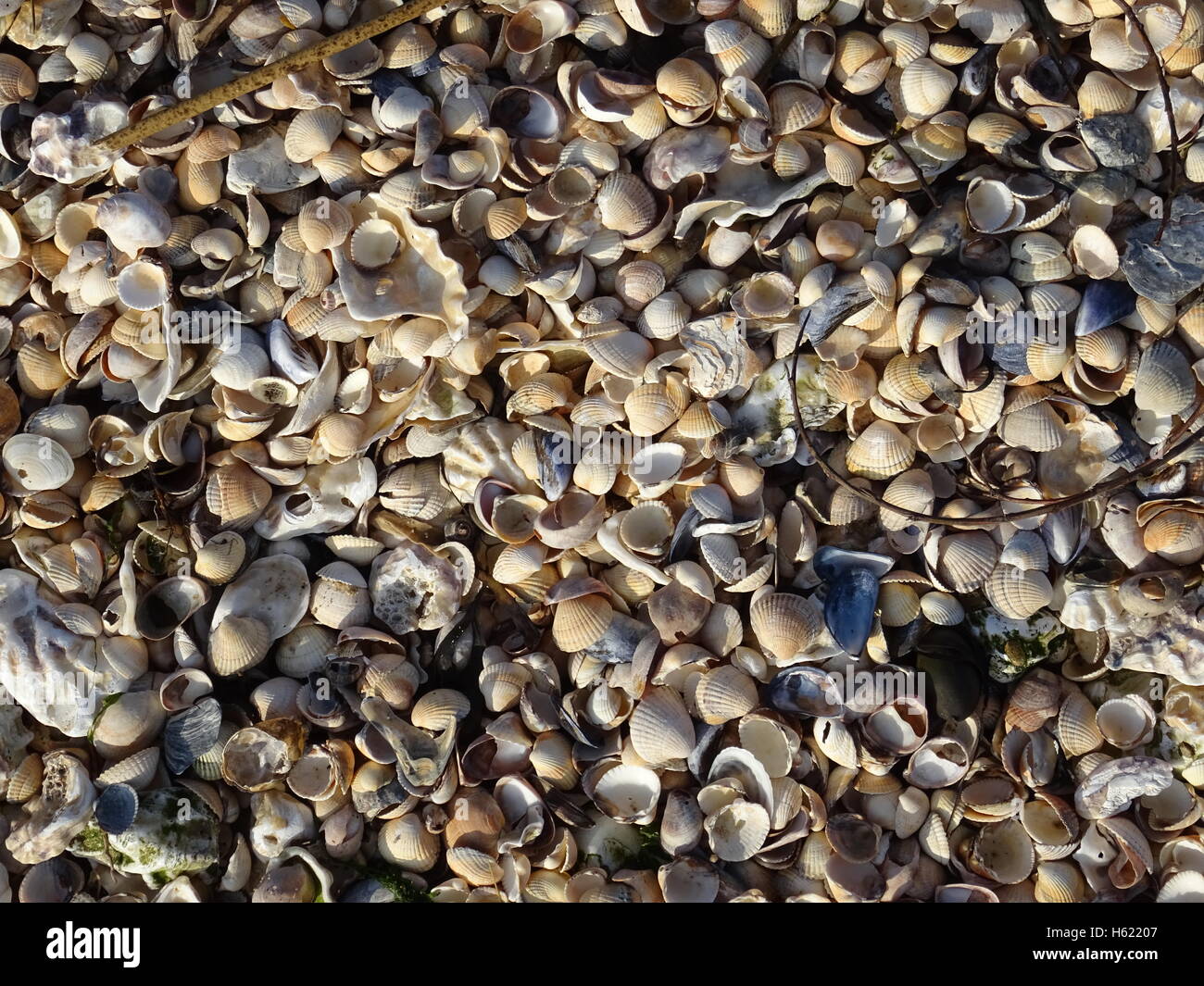 Shells as washed up on a beach Stock Photo