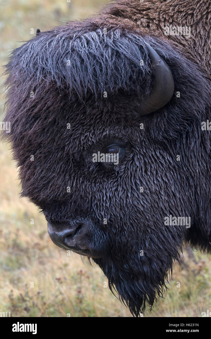 Bison head portrait with green grass background.  Location is the Bison Paddock autodrive of Waterton National Park in Alberta. Stock Photo