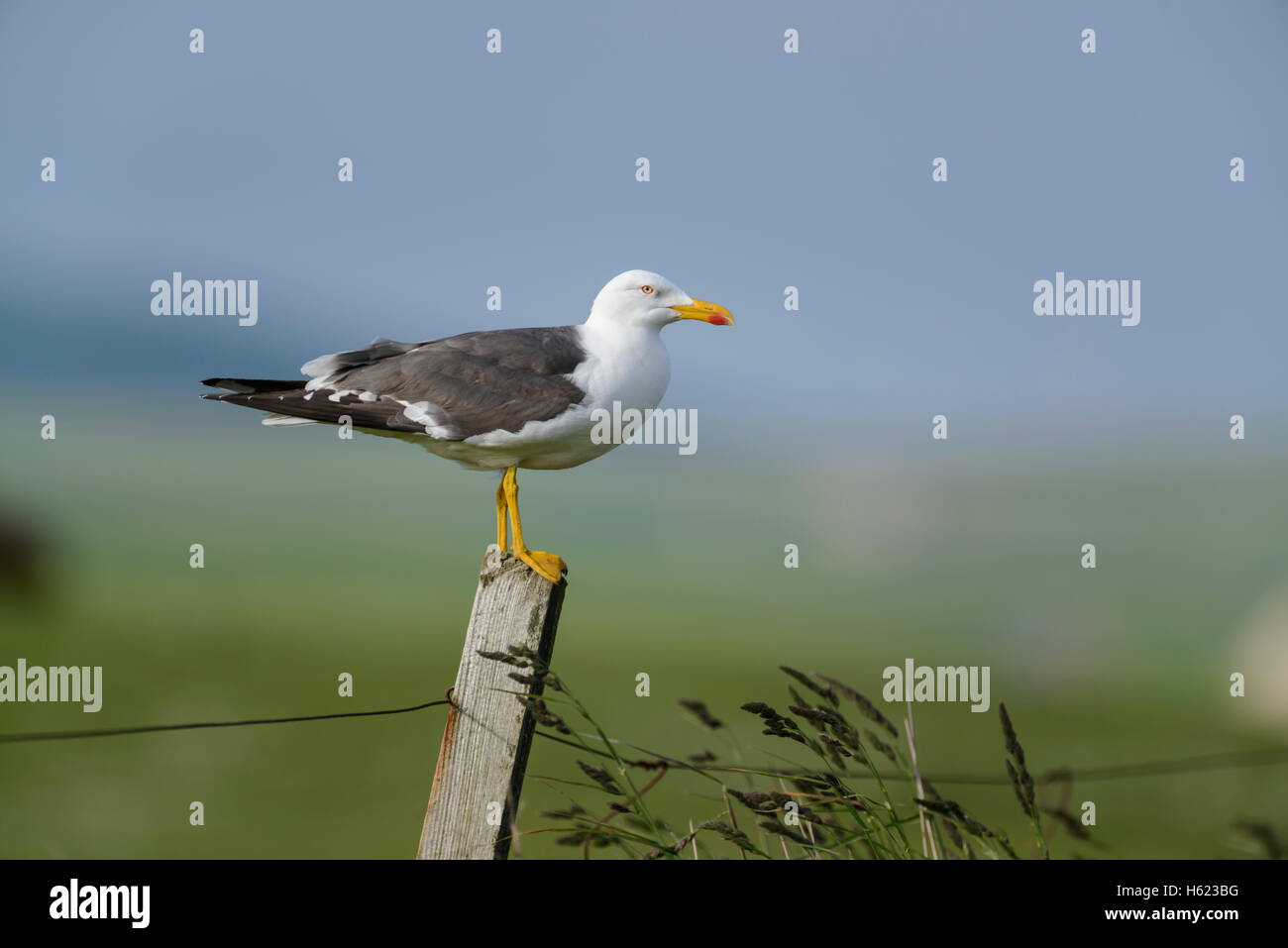 Lesser Black-backed Gull (Larus fuscus) on a fencepost, Orkney Mainland, Scotland. Stock Photo