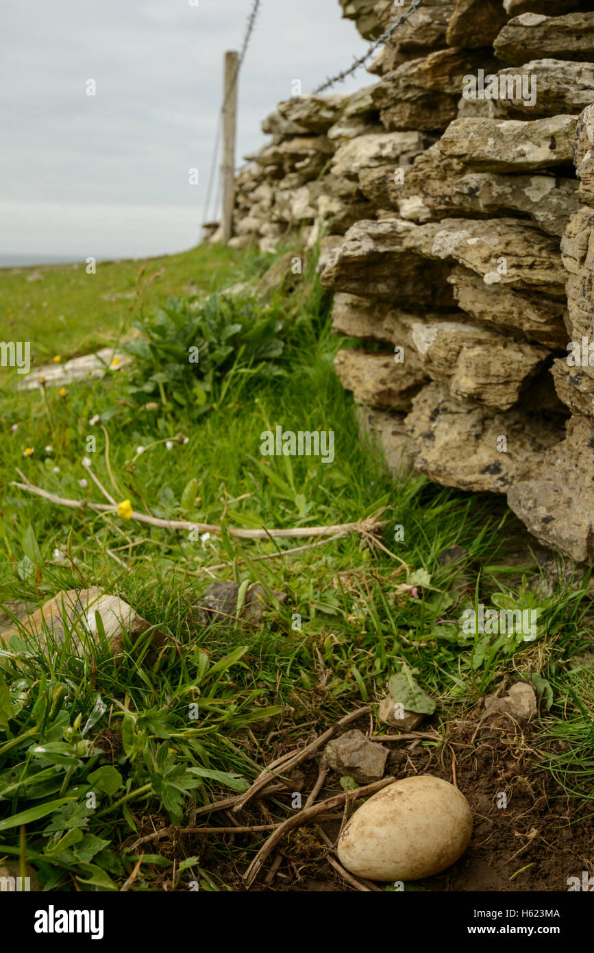 An unusual Northern Fulmar (Fulmarus glacialis) nest-site with a single egg along a field boundary drystone wall, Papa Westray, Stock Photo