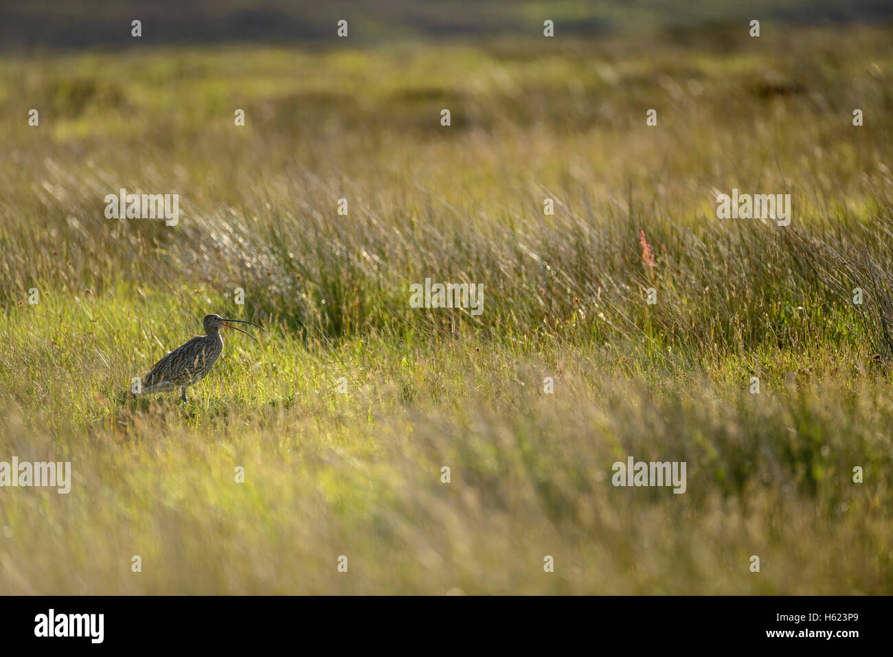 Eurasian Curlew (Numenius arquata) vocalising in rough pasture, Rack Wick (Rackwick), Island of Hoy, Orkney, Scotland. Stock Photo